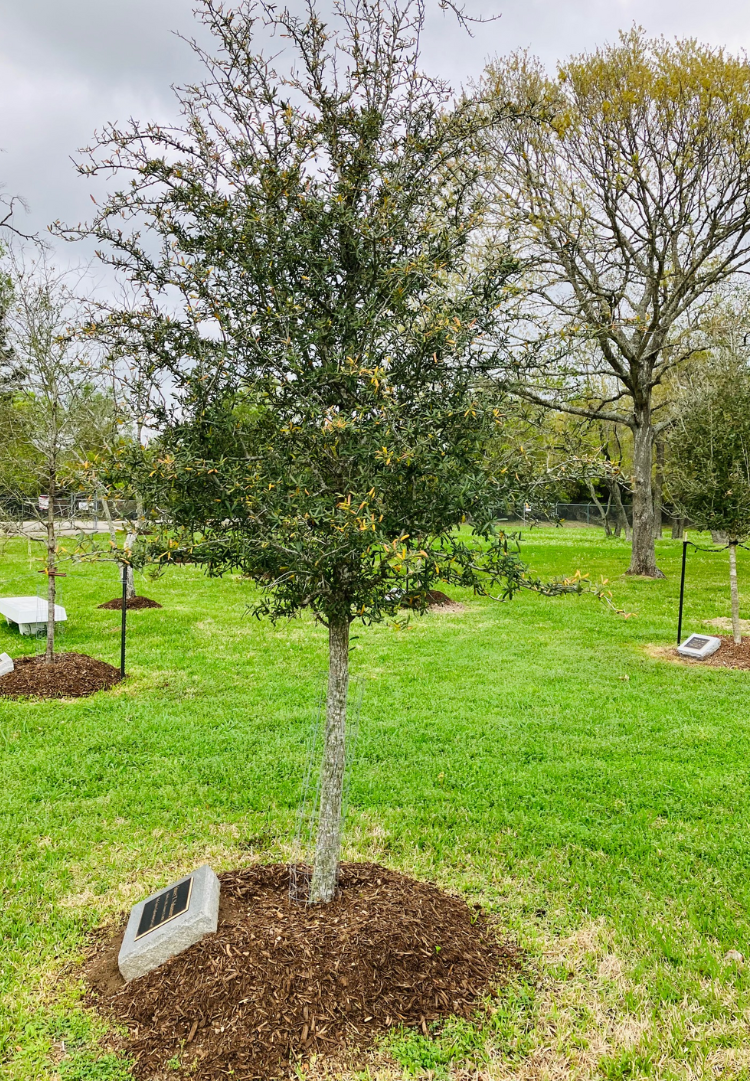 Memorial Tree and bench at the Gilruth Center