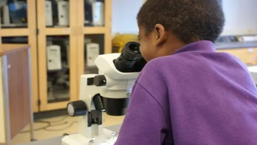 A young student in a purple shirt looks through a microscope