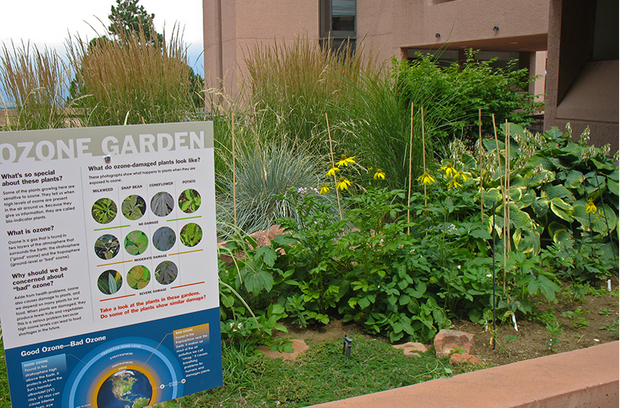 An Ozone Bioindicator Garden display 