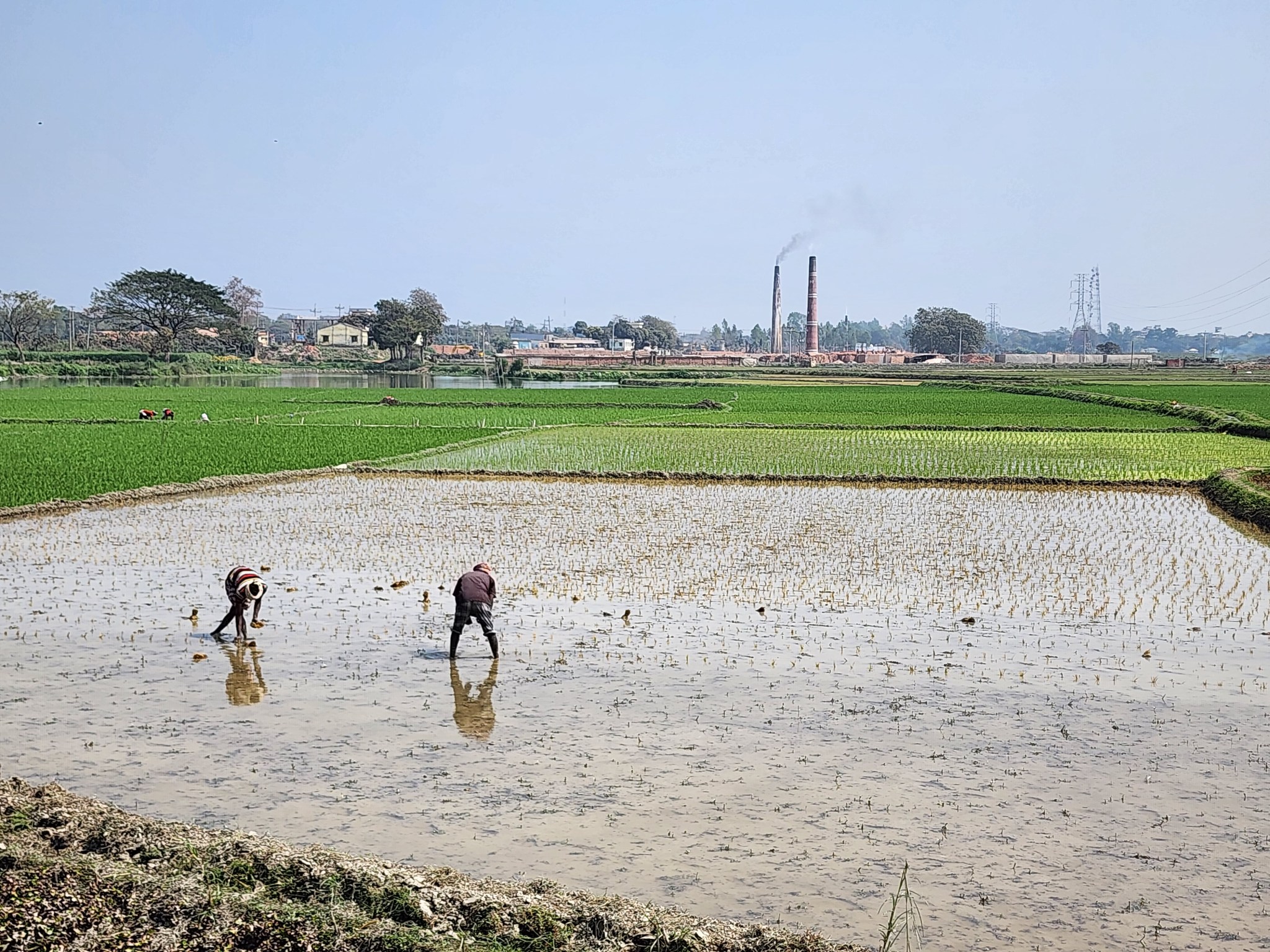 Farmers planting rice paddy seedlings, Manikganj, Bangladesh
