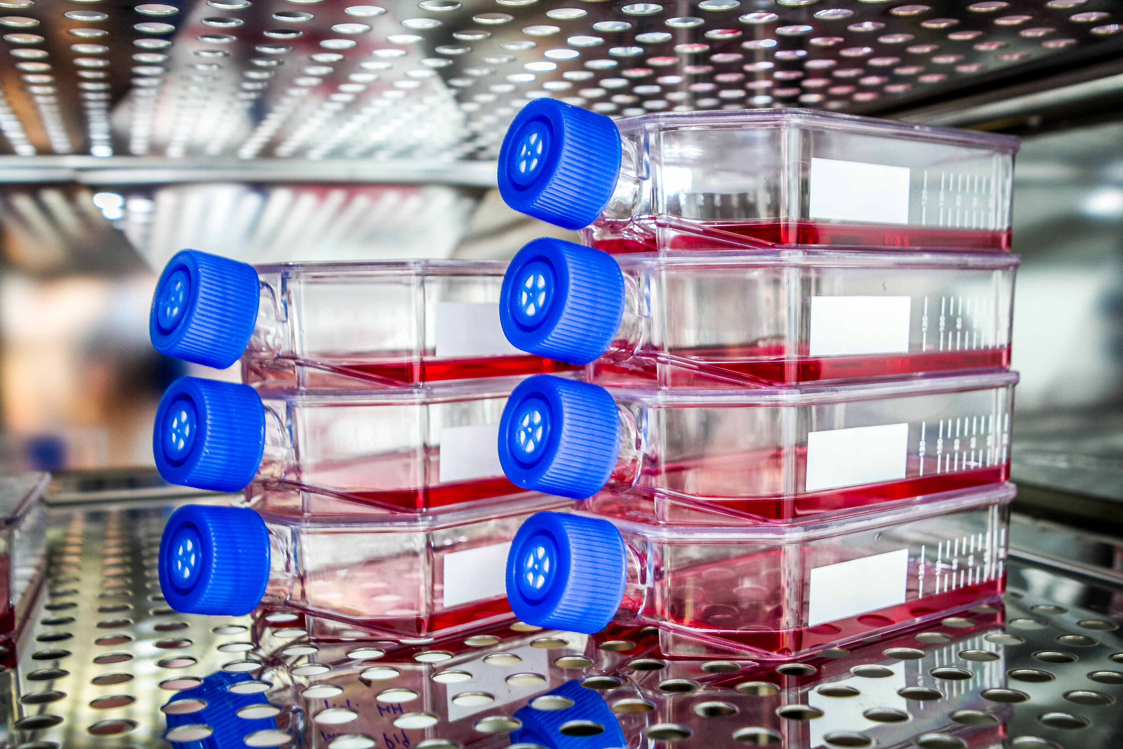 Seven clear, rectangular bottles with blue screw-on caps are turned on their sides and stacked in a column of three and four inside a metal incubat...