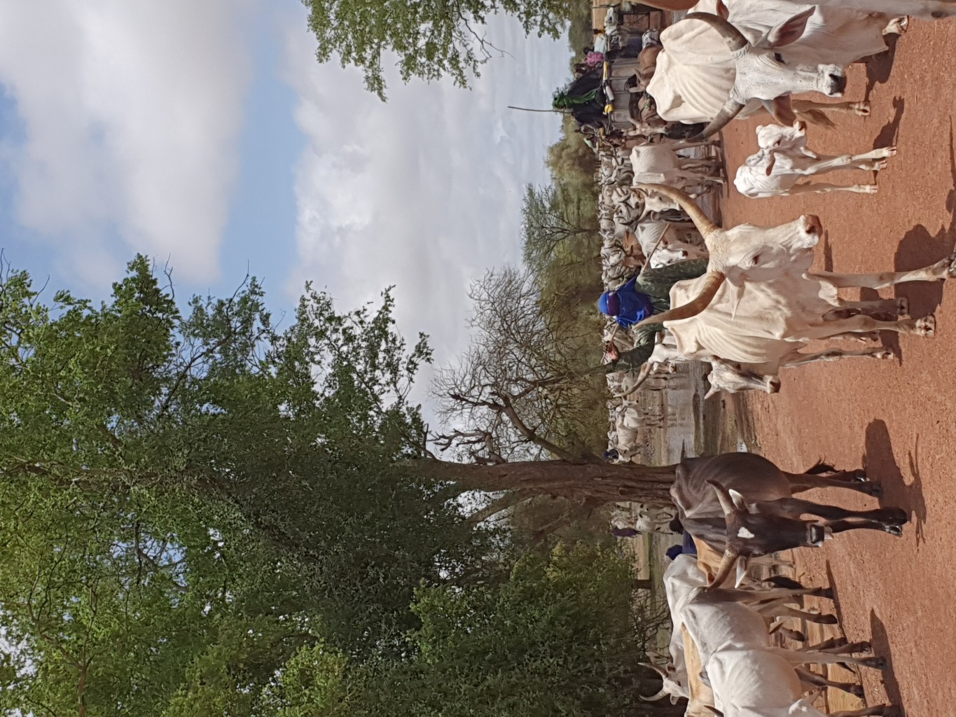 A Peulh shepherd in the Ferlo region of Senegal searches for a water source for his cattle.
