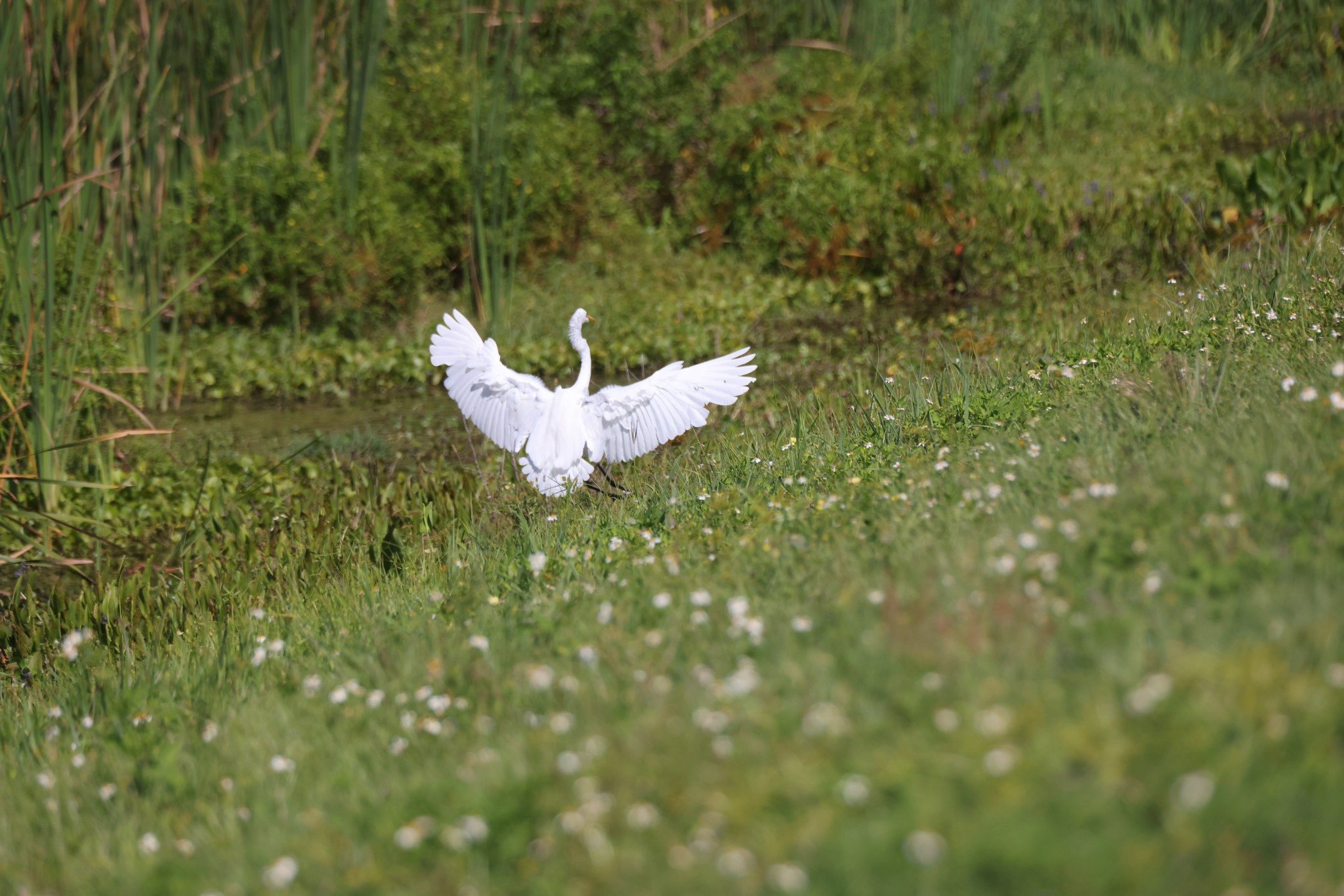 A white egret spreads its wings in a field of wildflowers at NASA’s Kennedy Space Center in Florida on May 19, 2023.