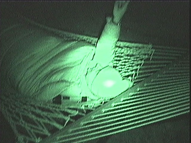 Meteor observer in a hammock spots a Leonid in 2000.