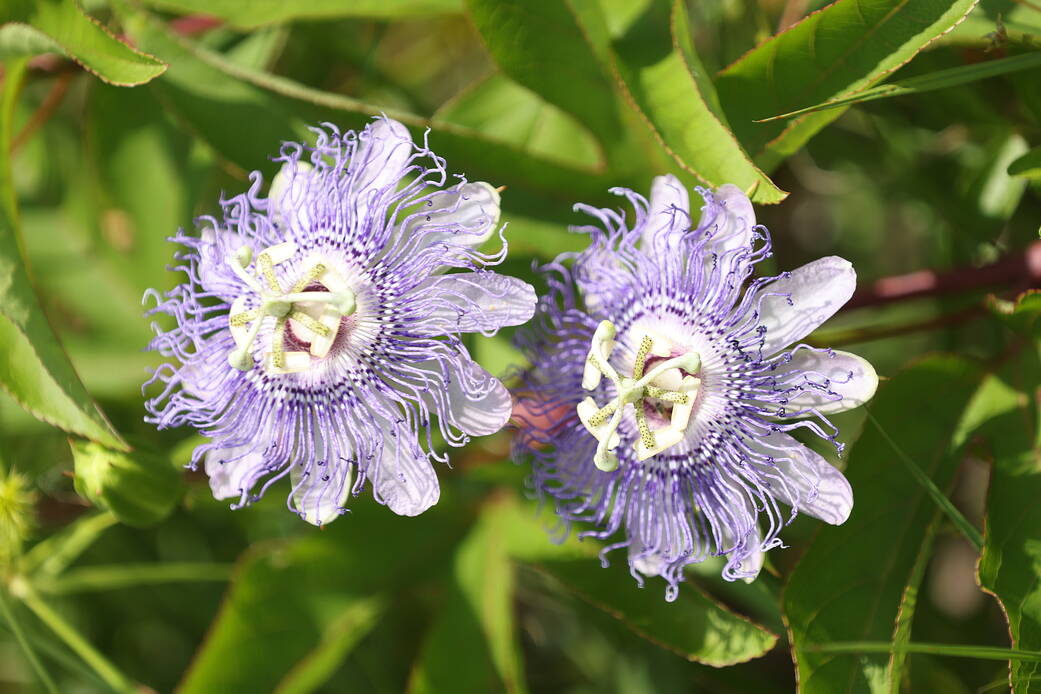 A close-up view of wildflowers called Passiflora incarnata (purple passionflower) in a field at NASA’s Kennedy Space Center in Florida on June 13, 2023.