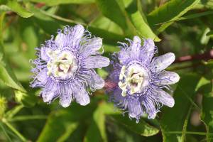 A close-up view of wildflowers called Passiflora incarnata (purple passionflower) in a field at NASA’s Kennedy Space Center in Florida on June 13, 2023.