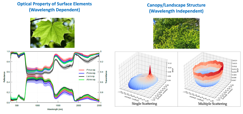 picture of leaf, landscape and simulation graphs