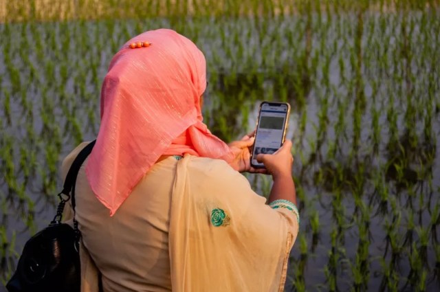 A farmer in a rice field is using her smartphone to collect data.
