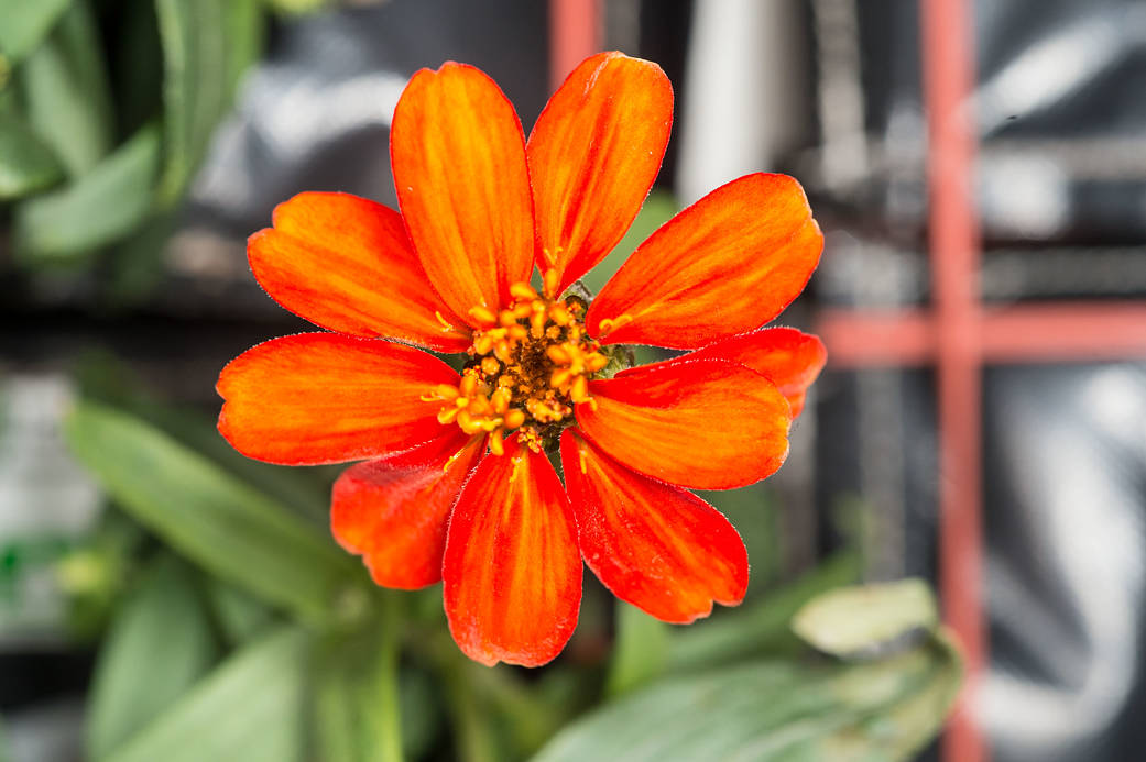 Close-up view of Zinnia grown as part of VEG-01 experiment in the Columbus module aboard the International Space Station (ISS).