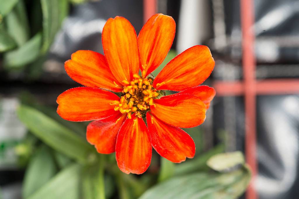 A Bloom in Space