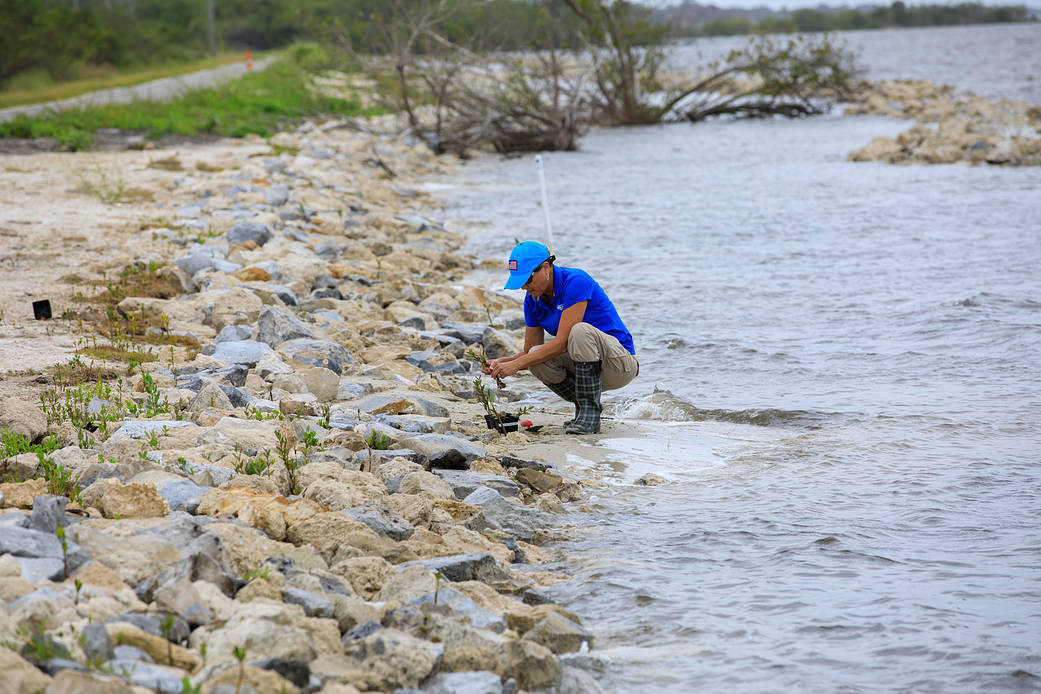 A team member from Kennedy’s Environmental Management Branch works to remove a mangrove seedling on the shoreline of Kennedy Athletic, Recreation, and Social (KARS) Park at Kennedy Space Center in Florida on April 12, 2023.