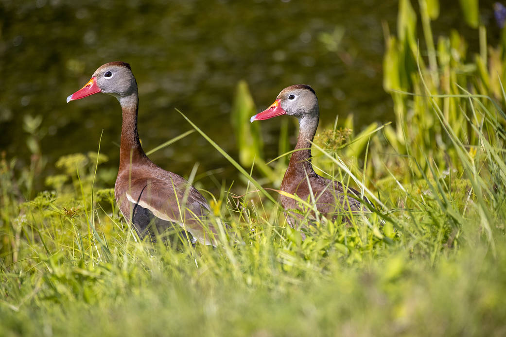 Two black-bellied whistling ducks walk through a field of wildflowers at NASA’s John F. Kennedy Space Center in Florida on May 19, 2023.