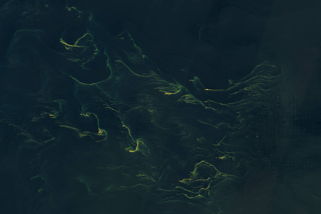 Swirling tendrils of phytoplankton—possibly Noctiluca scintillans—give a yellow glow to the shallow waters of the North Sea in this Jun 14, 2023, image from Landsat 9.