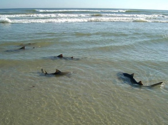 Young lemon sharks can be seen swimming in the water