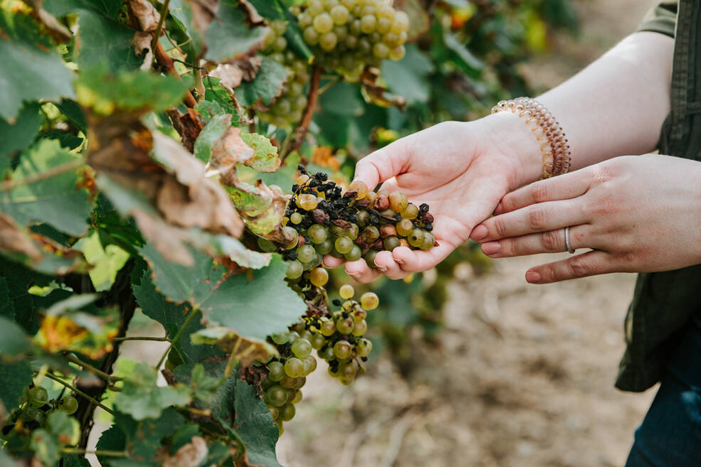 Plant pathologist Katie Gold, an assistant professor at Cornell University, inspects diseased grapes in a field.