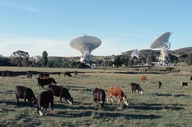 Cattle graze near antennas at Canberra Deep Space Communications Complex near Canberra, Australia.