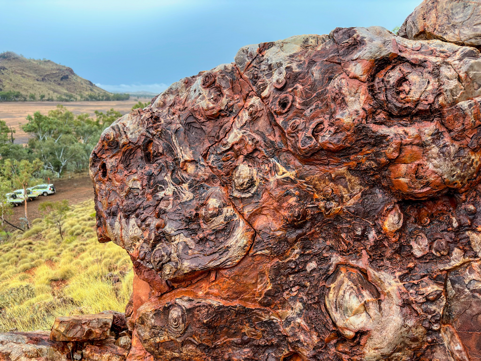 â€˜egg carton stromatolites at the Trendall locality in Western Australia