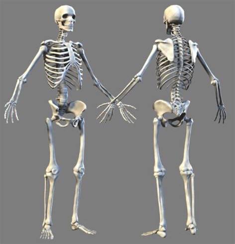 Front and back of a 3d model of a human skeleton