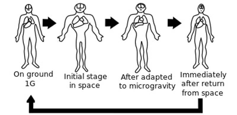 simple chart showing changes of internal organs though 1G gravity and microgravity in space