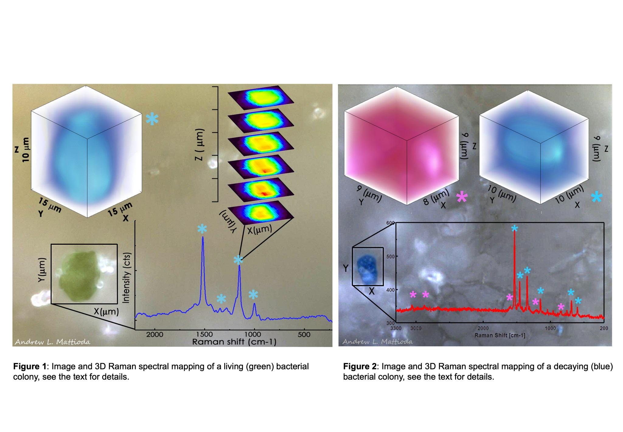 Figure 1: Image and 3D Raman spectral mapping of a living (green) bacterial colony that stacks and has orange and red. Figure 2: Image and 3D Raman spectral mapping of a decaying (blue) bacterial colony shown in blue and another image showing pink.
