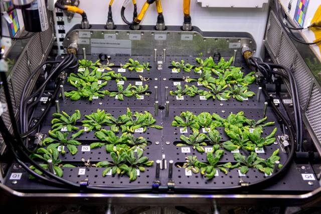 48 labeled Thale cress plants with small green leaves sprout in a six by eight black grid inside the station’s Advanced Plant Habitat.