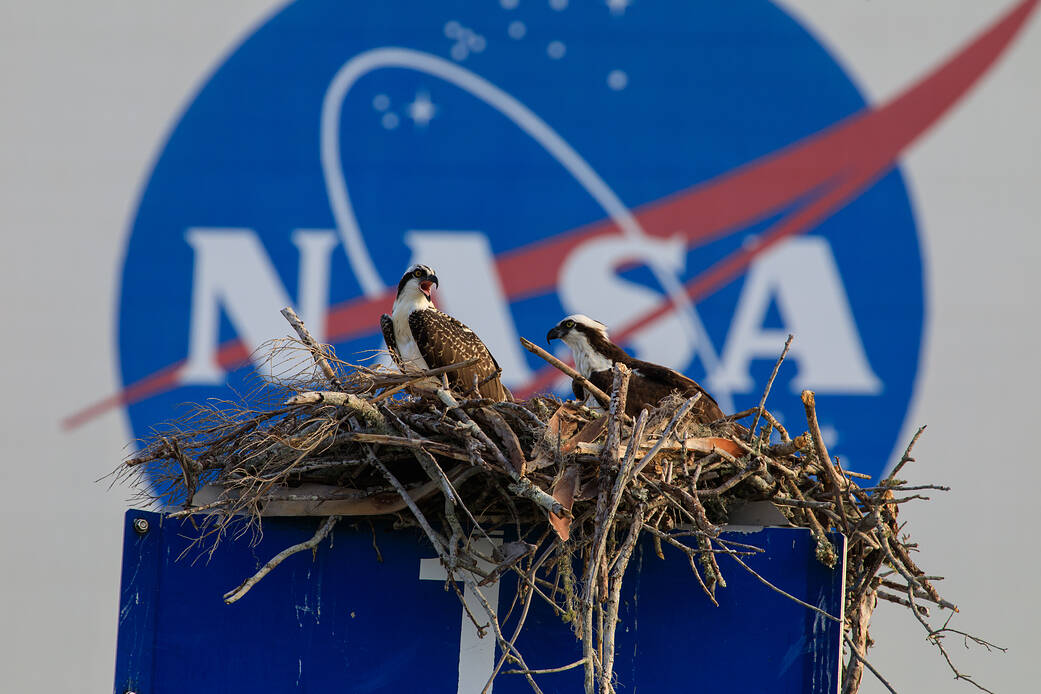 Two ospreys are perched in their nest atop a marshalling area sign in front of the Vehicle Assembly Building at NASA’s Kennedy Space Center in Florida on June 7, 2023.