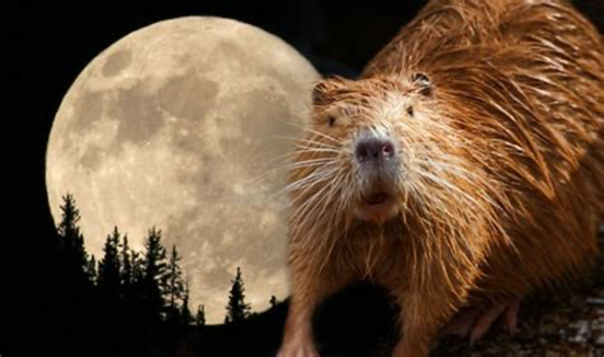 NASA welcomes spectacular Beaver Moon, 2019  