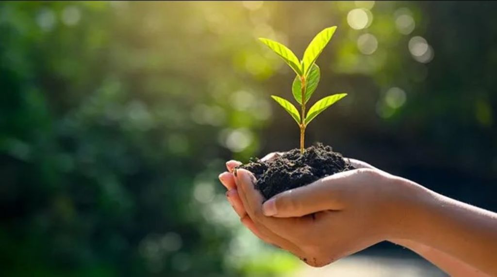 A child’s hand holds a mound of dark colored soil with a single sprout growing out of it