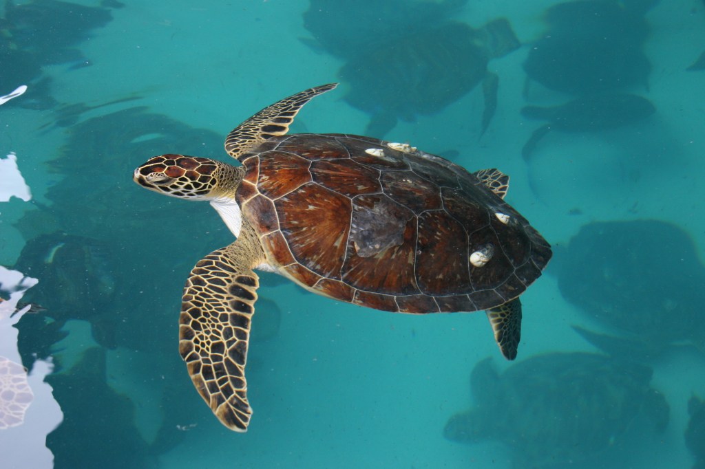 Atlantic Green Sea Turtle