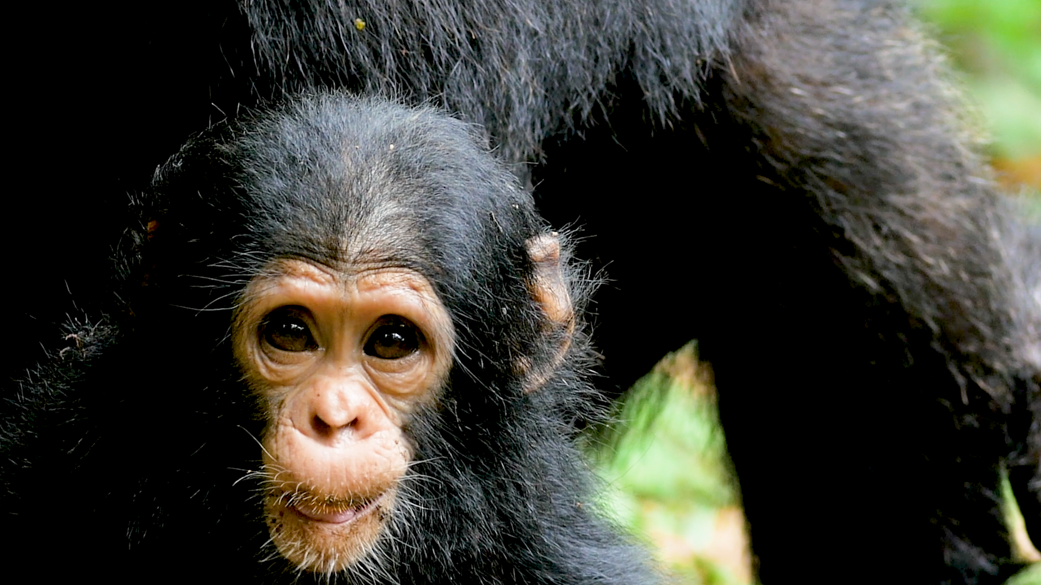 photo of baby chimpanzee