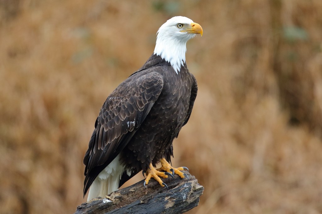 Bald Eagle