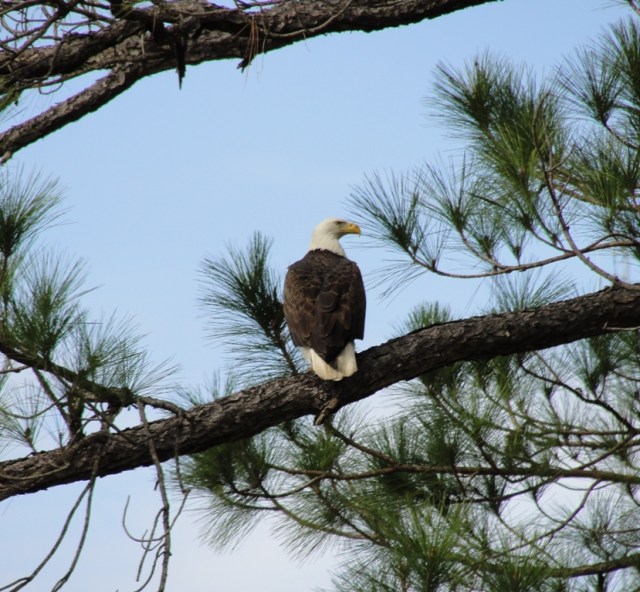 Bald Eagle at Stennis Space Center