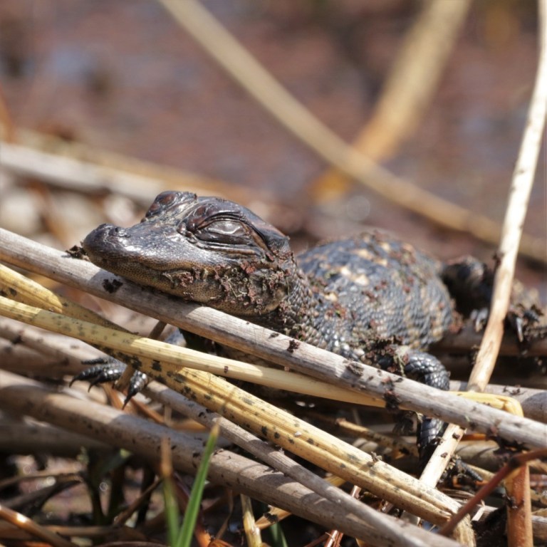 Baby American Alligator at Johnson Space Center