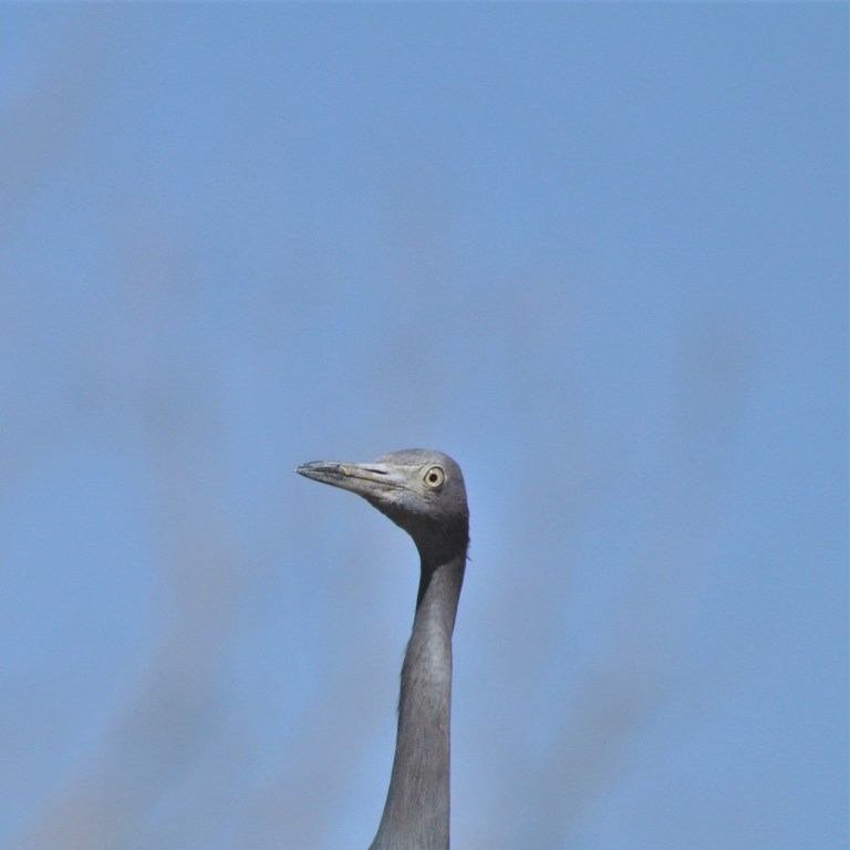 Little Blue Heron at Johnson Space Center