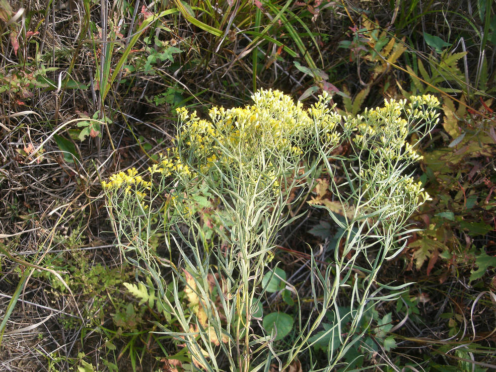 Great Lakes Goldenrod plant