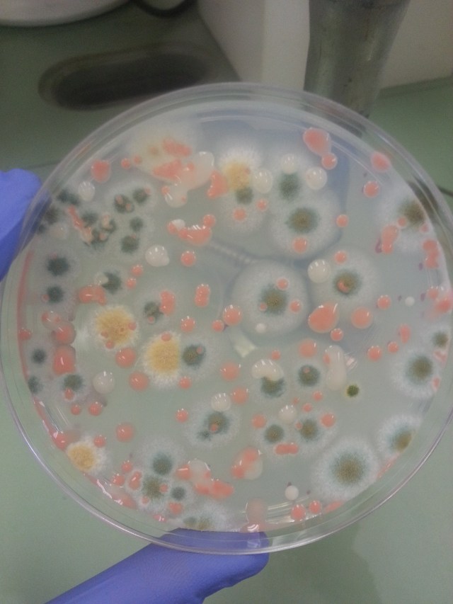 A petri dish contains colonies of fungi grown from a sample collected aboard the International Space Station during the first of