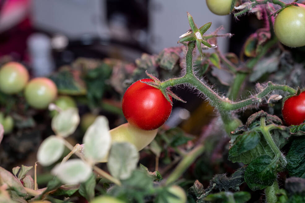 Se muestra un tomate cherry rojo en una tomatera en el espacio. Las tomateras se cultivaron en las instalaciones de XROOTS.