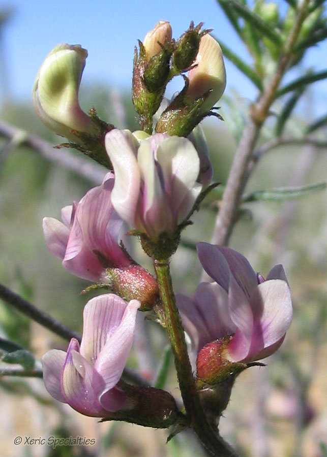 Lane Mountain Milk-Vetch