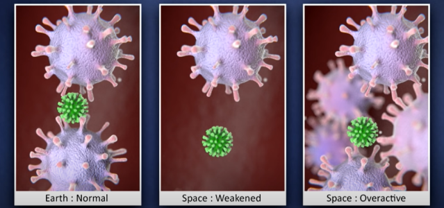 Images depict the reaction of cells within the human body's immune system on Earth, in space (weakened) and in space (overactive).