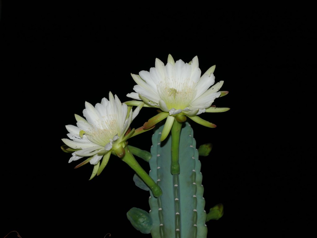 Night-blooming Cereus