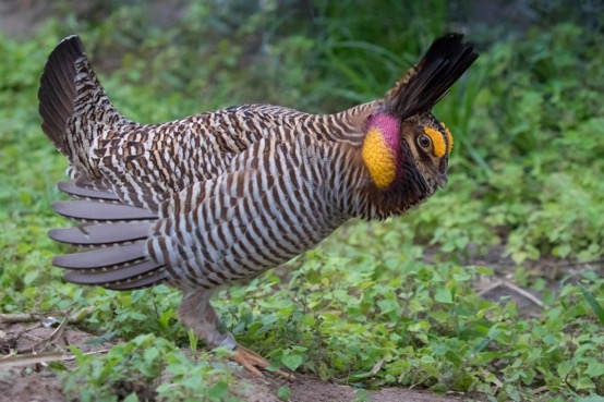Attwater’s Prairie Chicken (APC) is actually a grouse native only to Texas and Louisiana.
