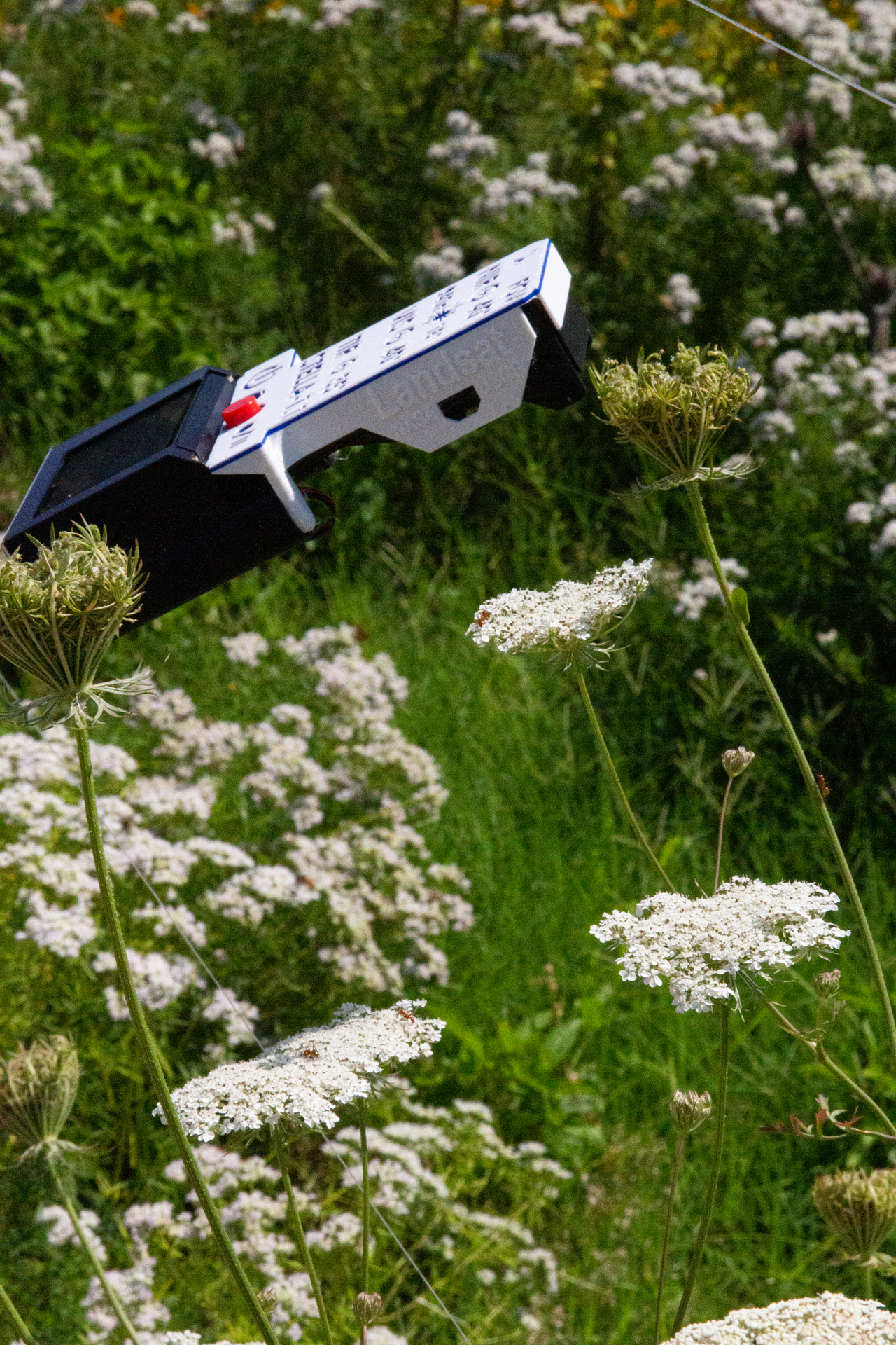 A white device that looks like a TV remote with a big, red button is held a few inches above a cluster of white Queen Anne's lace flowers