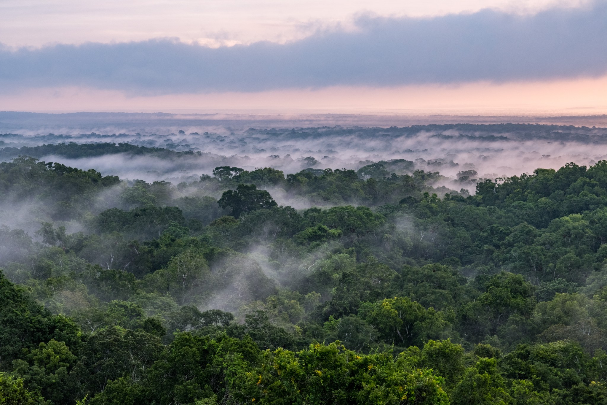 Forest in Tikal National Park in northern Guatemala