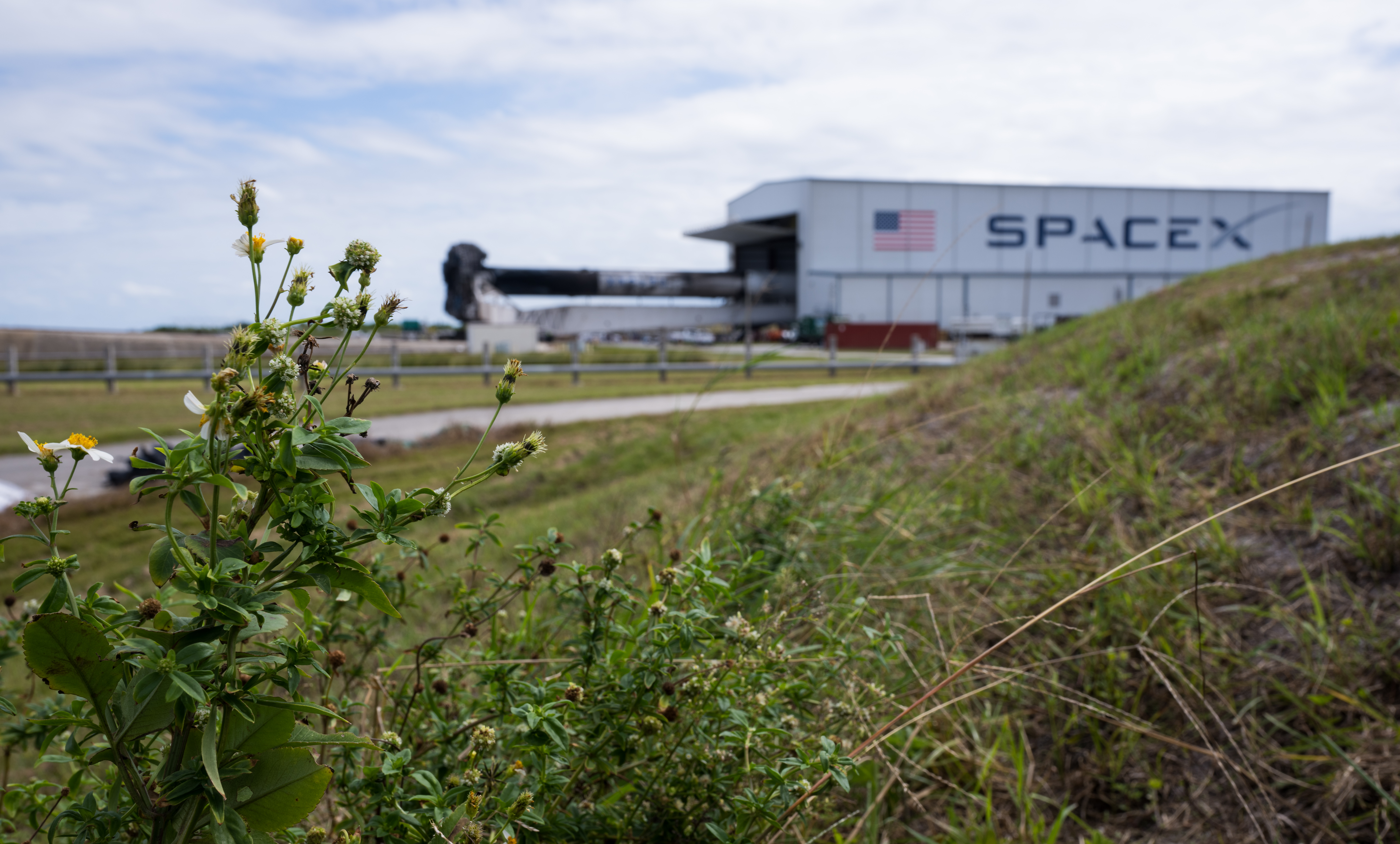 In the foreground, a plant with several small white and yellow flowers is in focus near a grassy hill. In the distance, the SpaceX Falcon Heavy rocket and Psyche spacecraft roll out of a large rectangular building with "SpaceX" and an American flag on the side.