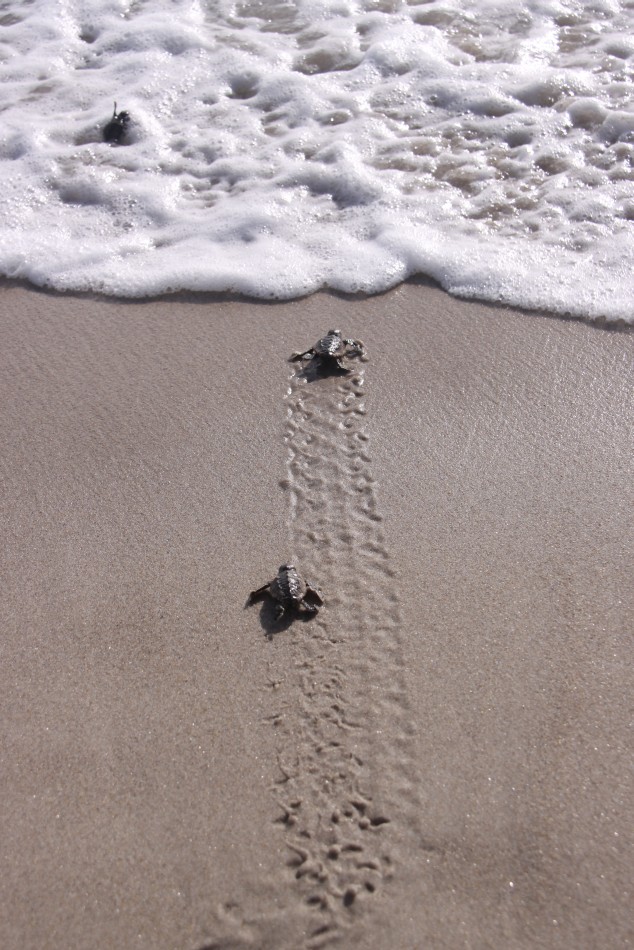 Sea turtle hatchlings make their way from their nests to the Atlantic Ocean at Kennedy Space Center in Florida.
