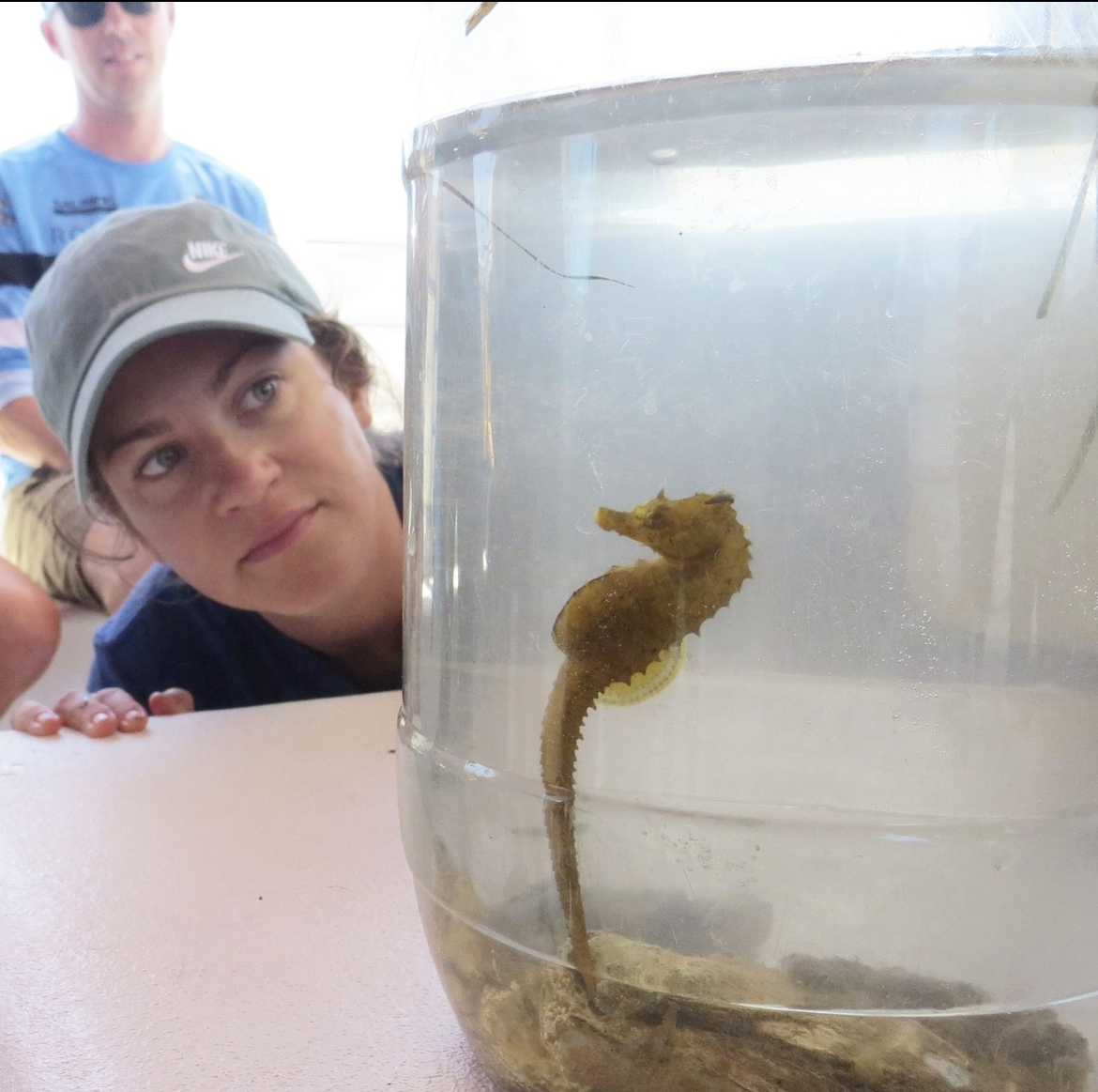 Shaigh Sisk, a woman with curly brown hair pulled back in a braid, leans to her right to stare intently at a container filled with water and holding a small yellow seahorse. Shaigh wears a green hat and navy tee, and other people are visible sitting behind her. The container with the seahorse takes up most of the image, with the seahorse's delicate spines and curved yellow back fin clearly visible.