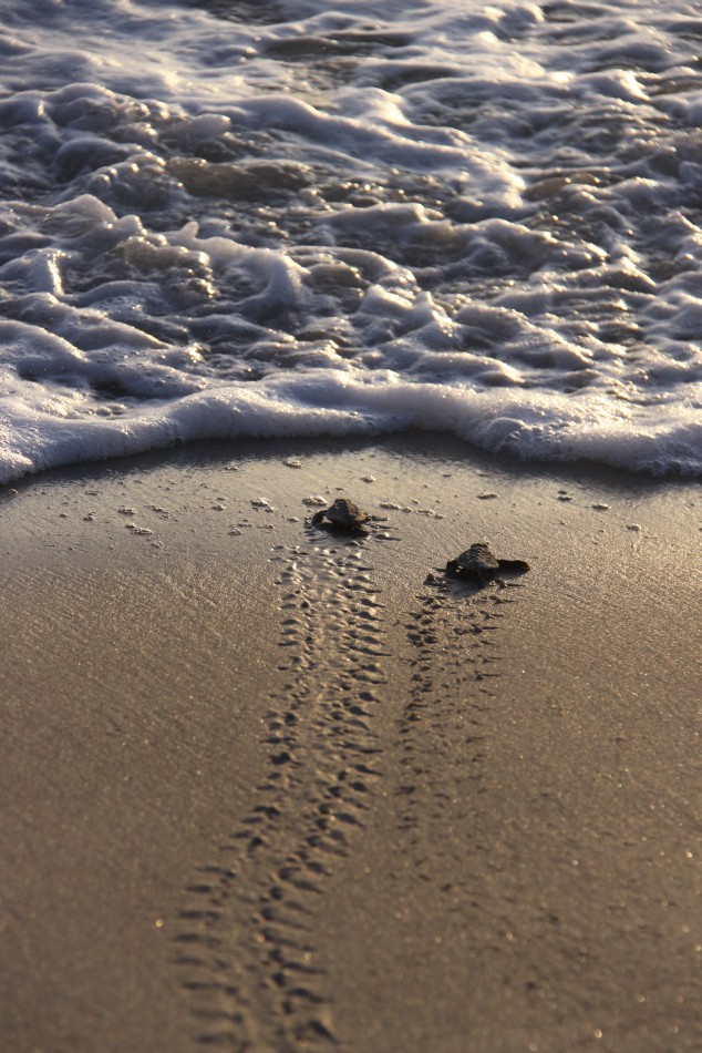 Sea turtle hatchlings make their way from their nests to the Atlantic Ocean at Kennedy Space Center in Florida.