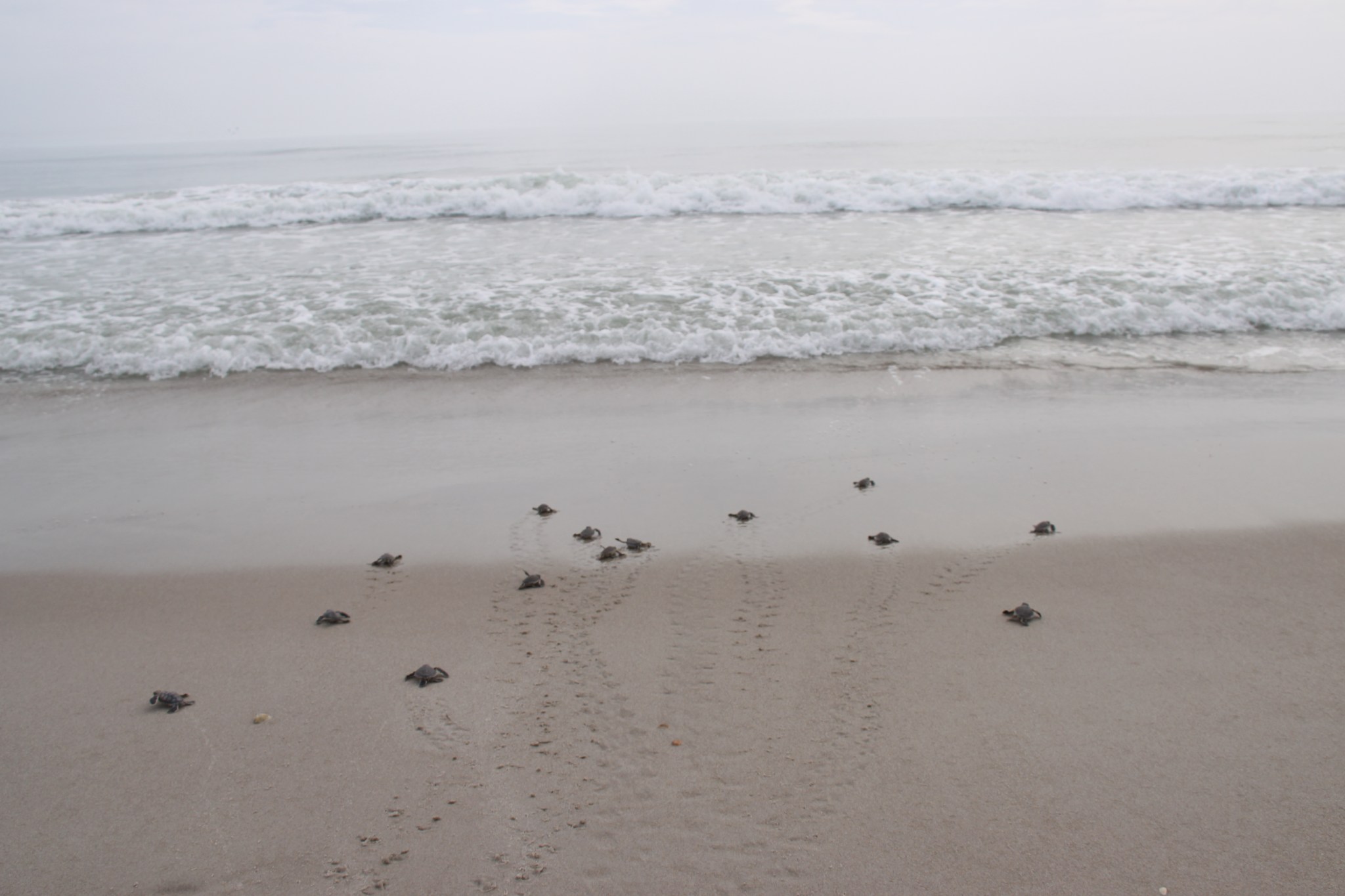 Sea turtle hatchlings make their way from their nests to the Atlantic Ocean at Kennedy Space Center in Florida.