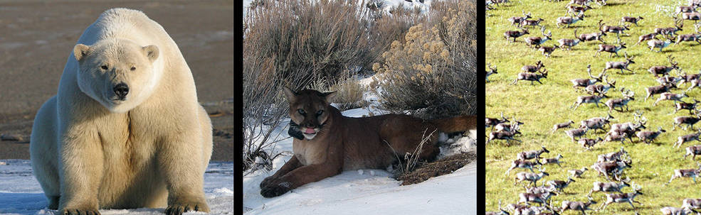 College of a polar bear, a mountain lion, and a heard of moose