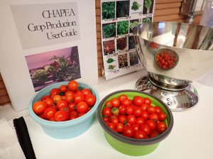 In November, the CHAPEA crew members harvested their first crops inside the habitat. 